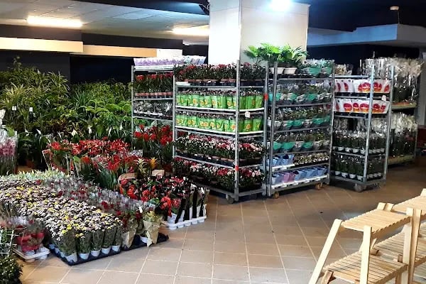 Başkent Tarım (Başkent Botanik Seracılık) iç mekan bitki ve kesme çiçek toptan ve perakende - Resim 18