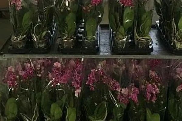 Başkent Tarım (Başkent Botanik Seracılık) iç mekan bitki ve kesme çiçek toptan ve perakende - Resim 13