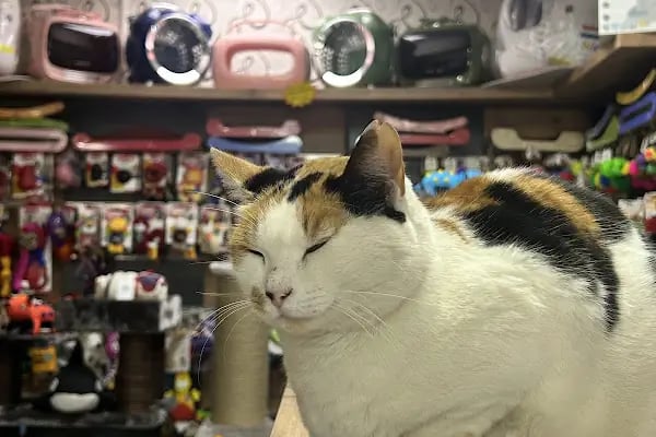 ZOO Pet Shop - Resim 2