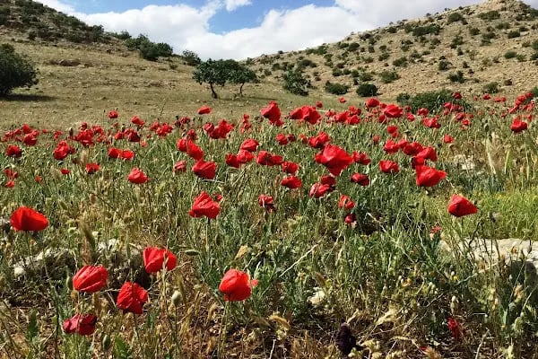 Tek Tek Dağları Milli Parkı - Resim 18
