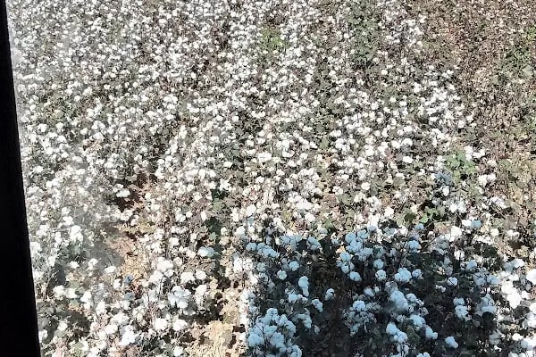 Tek Tek Dağları Milli Parkı - Resim 11