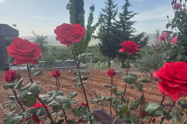 DAĞ BAĞ EVİ - Resim 2