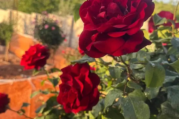 DAĞ BAĞ EVİ - Resim 15