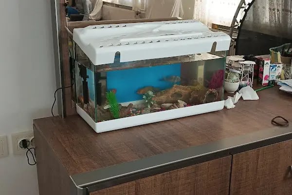 Minik Dostlar Pet Shop - Resim 7