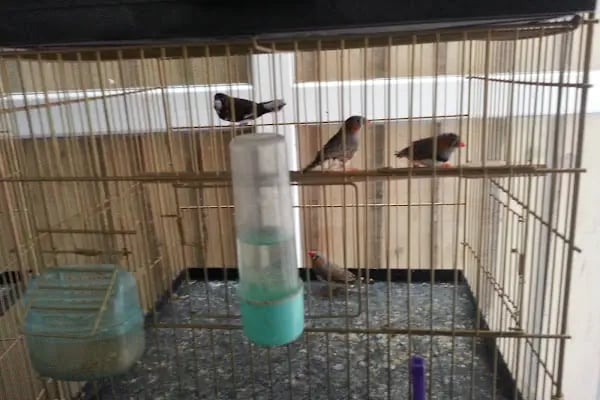Minik Dostlar Pet Shop - Resim 9