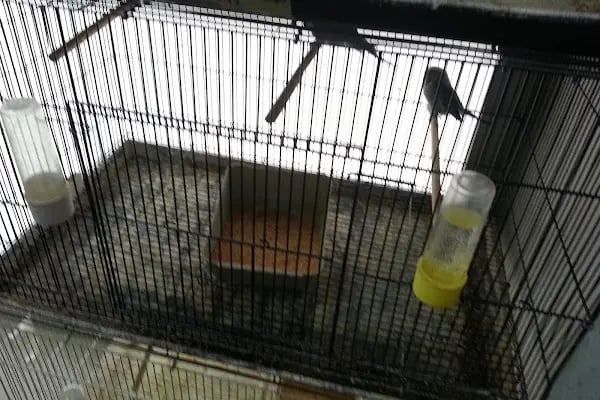 Minik Dostlar Pet Shop - Resim 12