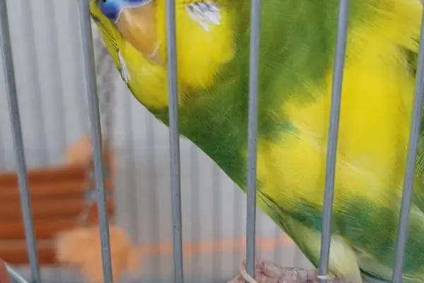 Minik Dostlar Pet Shop - Resim 5
