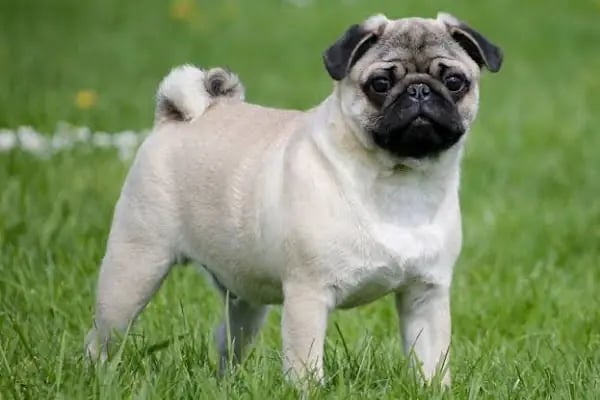 Minik Dostlar Pet Shop - Resim 11
