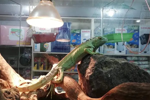 Minik Dostlar Pet Shop - Resim 8