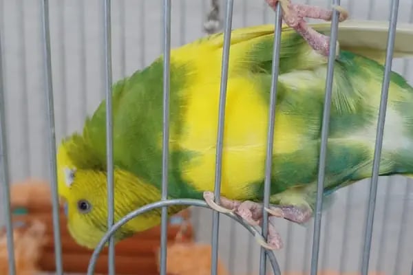 Minik Dostlar Pet Shop - Resim 4