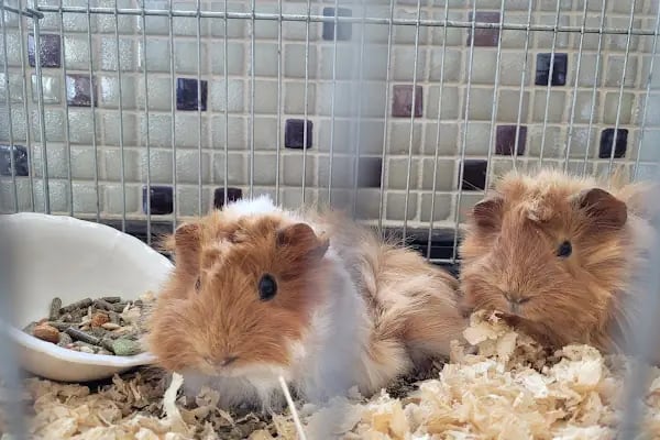 Minik Dostlar Pet Shop - Resim 17