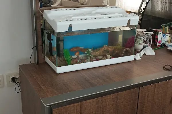 Minik Dostlar Pet Shop - Resim 6
