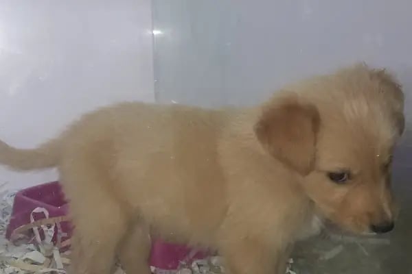 Minik Dostlar Pet Shop - Resim 14