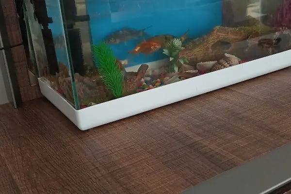 Minik Dostlar Pet Shop - Resim 2
