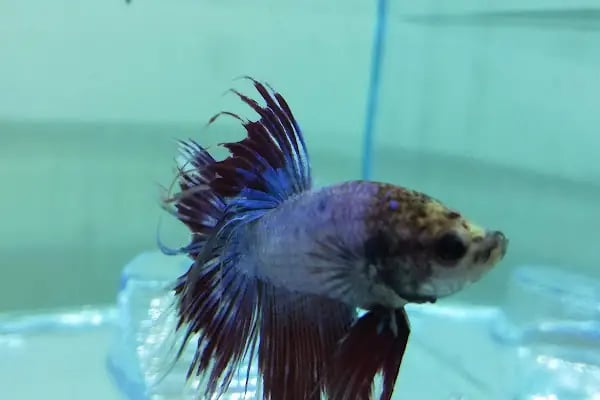 Minik Dostlar Pet Shop - Resim 15