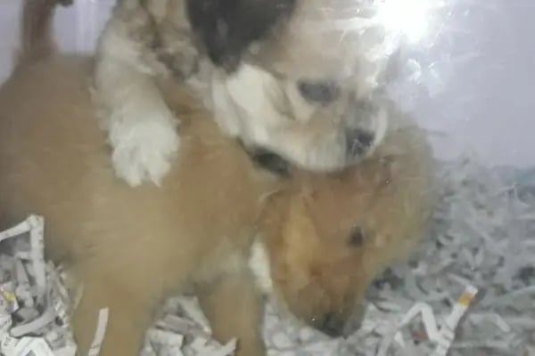 Minik Dostlar Pet Shop - Resim 16