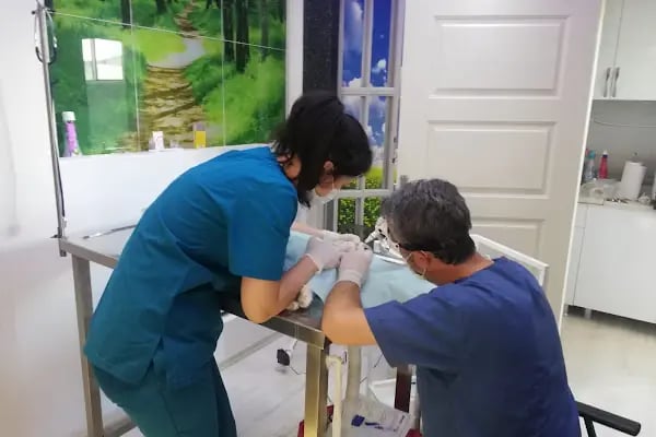 PATİ VETERİNER KLİNİĞI - Resim 15