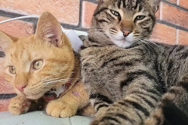 Venüs Veteriner Kliniği Adana - Resim 4