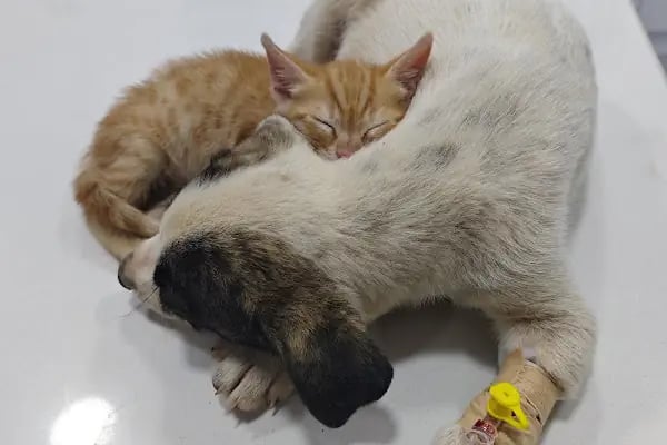 Venüs Veteriner Kliniği Adana - Resim 11