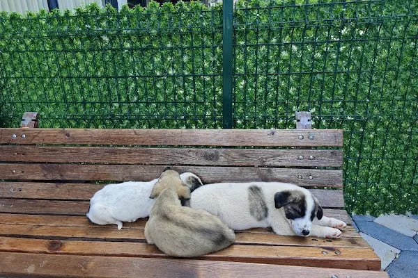 Venüs Veteriner Kliniği Adana - Resim 16