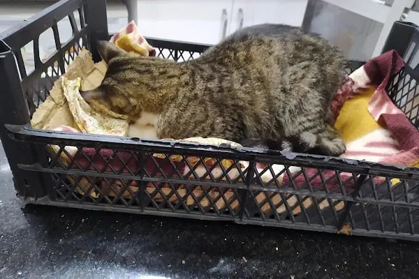 Venüs Veteriner Kliniği Adana - Resim 12