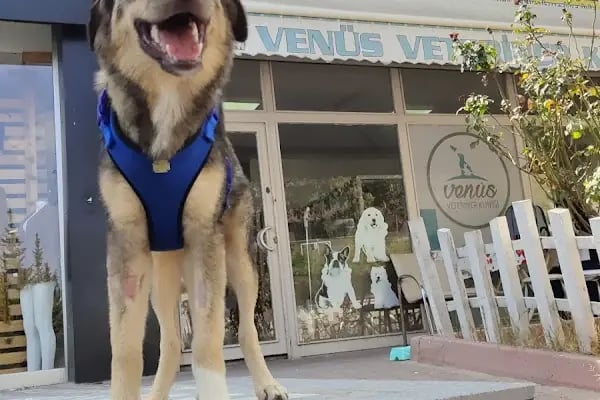 Venüs Veteriner Kliniği Adana - Resim 8