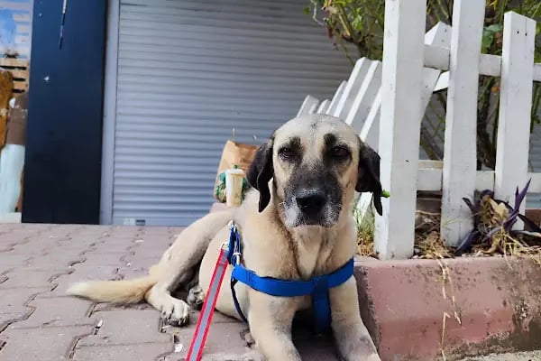 Venüs Veteriner Kliniği Adana - Resim 9