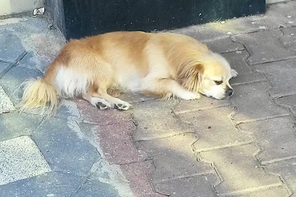 Venüs Veteriner Kliniği Adana - Resim 1