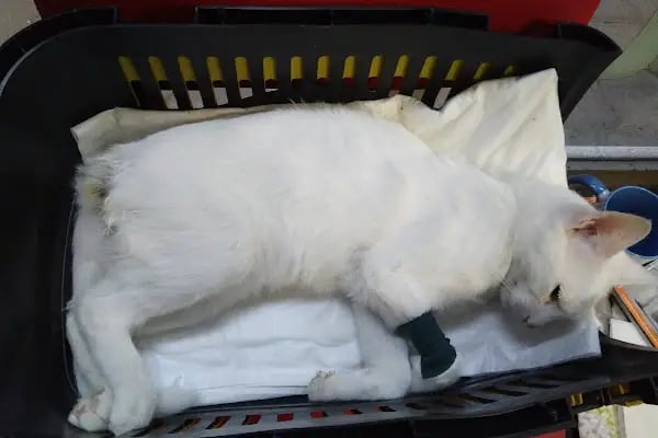 Venüs Veteriner Kliniği Adana - Resim 18