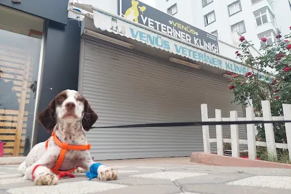 Venüs Veteriner Kliniği Adana - Resim 2