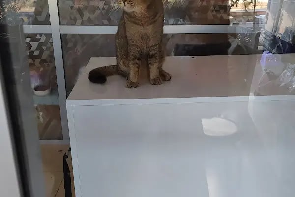 Venüs Veteriner Kliniği Adana - Resim 6