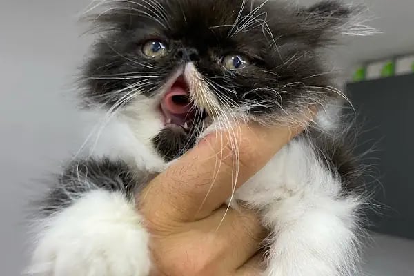 İncirli Veteriner Kliniği - Resim 8