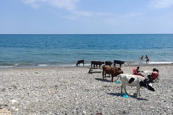 Ağaçlı plajı - Resim 1