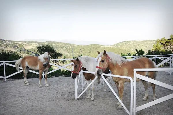 At Çiftliği - Resim 2