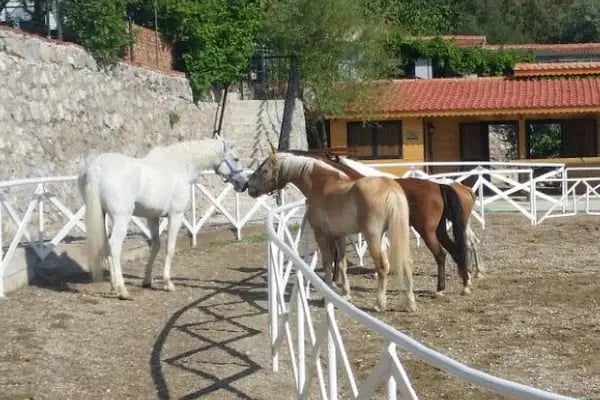 At Çiftliği - Resim 1