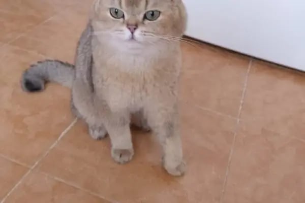 Gaziantep petshop minnak - Resim 17