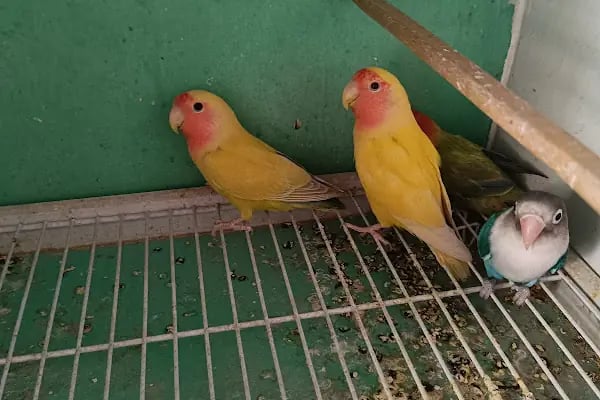 Gaziantep petshop minnak - Resim 20