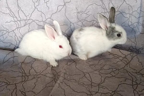 Gaziantep petshop minnak - Resim 19