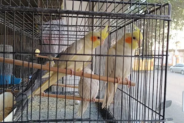 Gaziantep petshop minnak - Resim 12