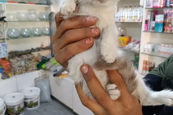 Gaziantep petshop minnak - Resim 14