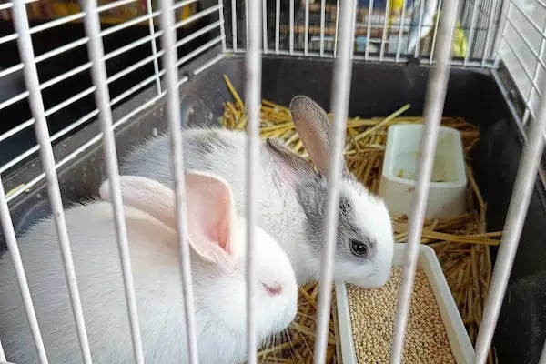 Gaziantep petshop minnak - Resim 3