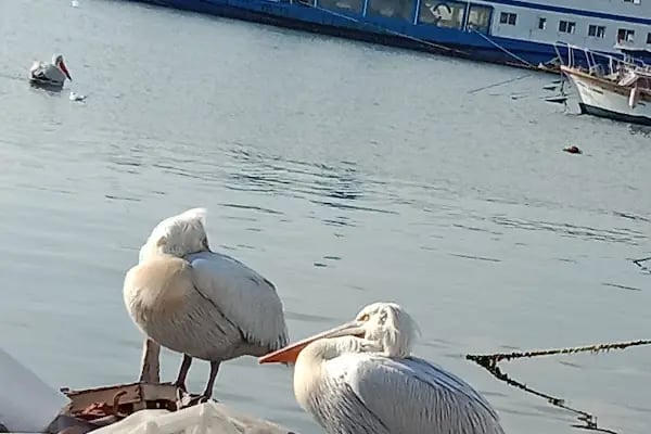 Bostanlı Tramvay Durağı - Resim 2