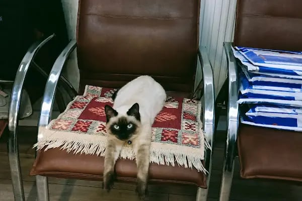 Gerçek Petshop ve Akvaryum Ahmet özcan caddesi - Resim 4