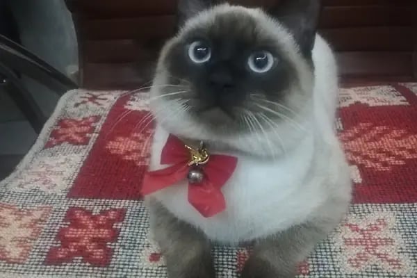 Gerçek Petshop ve Akvaryum Ahmet özcan caddesi - Resim 6