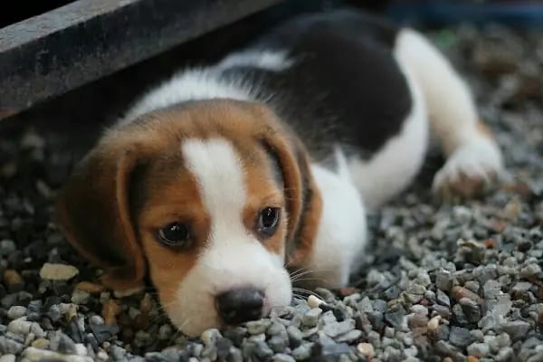 İzmit Kocaeli - Green Petshop - Resim 8