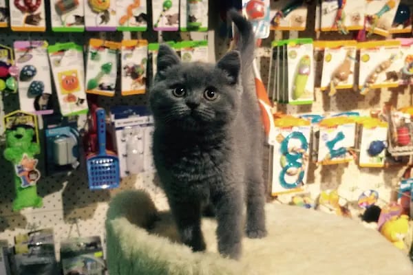İzmit Kocaeli - Green Petshop - Resim 2