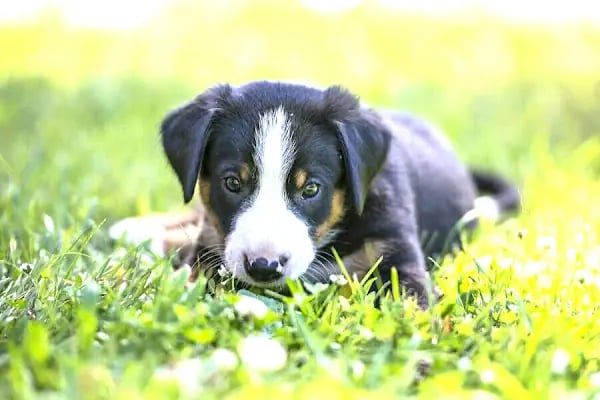 İzmit Kocaeli - Green Petshop - Resim 6