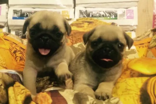 İzmit Kocaeli - Green Petshop - Resim 15