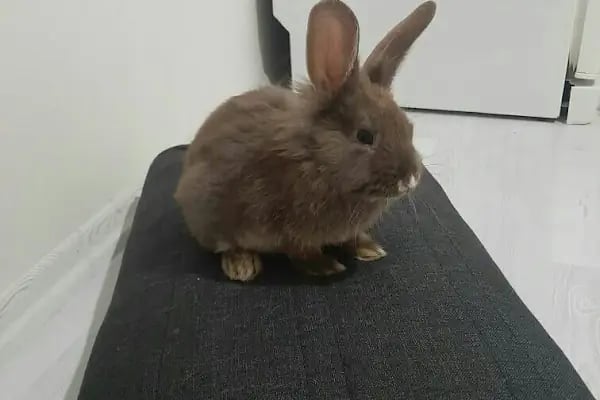 İzmit Kocaeli - Green Petshop - Resim 3
