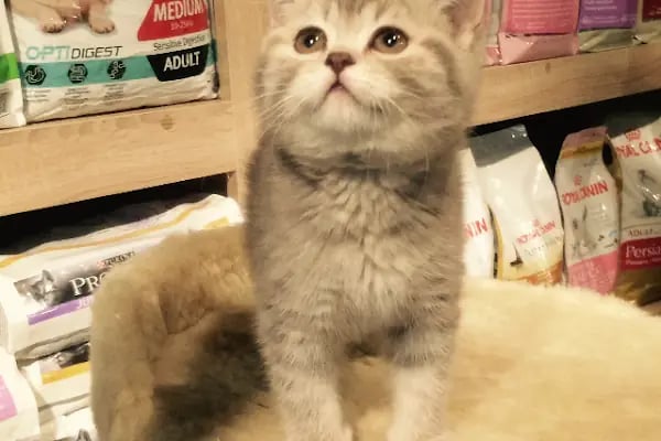 İzmit Kocaeli - Green Petshop - Resim 5